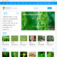 植物百科_关于植物的百科全书_燕雀草